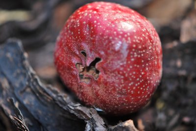 Crataegus pinnatifida - hloh peřenoklaný - plod